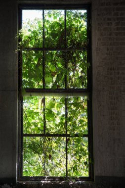 Tırmanma bitkileriyle kaplı bir pencere..