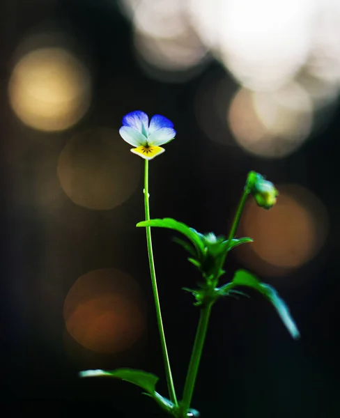 Trójkolorowy Fioletowy Kwiat Polny Rozmytym Tle — Zdjęcie stockowe