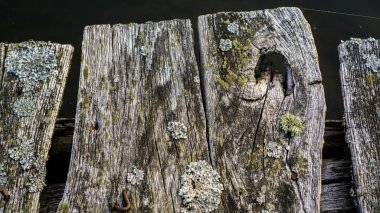 Çatlamış eski tahtaların dokusu liken ile kaplıdır..