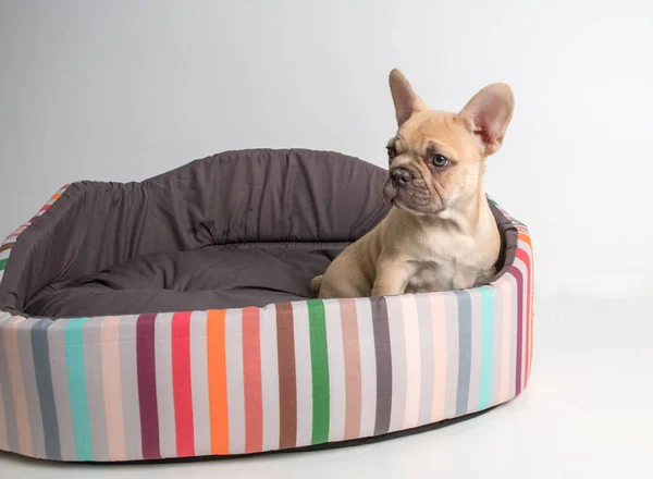 Retrato Cachorro Bulldog Francés Sobre Fondo Blanco — Foto de Stock