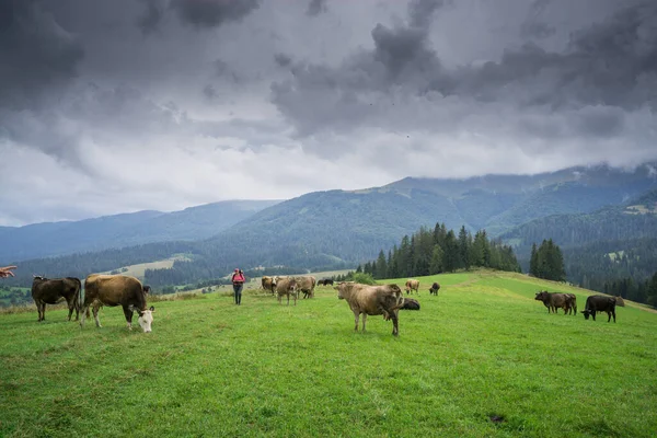 İnekler yemyeşil otlarla dolu yüksek dağlık çayırlarda otlarlar..