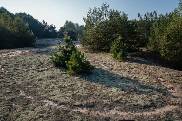 Pini Nelle Sabbie Del Bosco Sole Del Mattino — Foto Stock