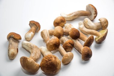 Taze toplanmış domuz mantarı. Kahverengi şapkalı Boletus..