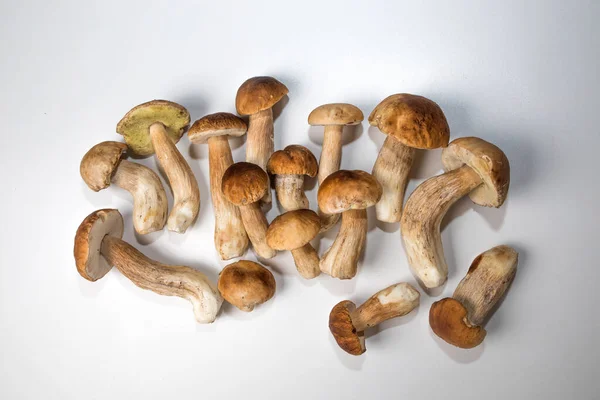 Taze Toplanmış Domuz Mantarı Kahverengi Şapkalı Boletus — Stok fotoğraf