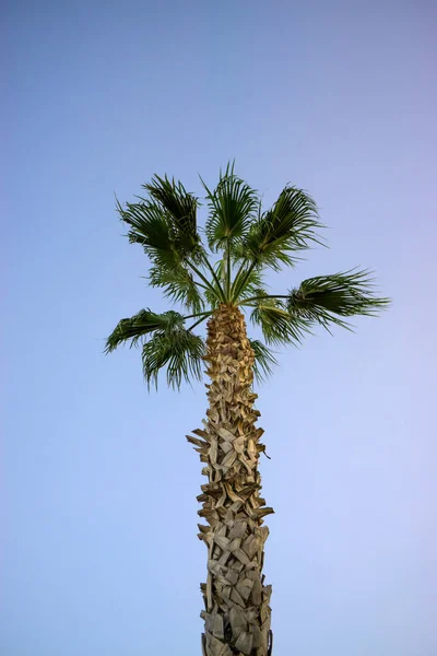 Einsame Palme gegen den Himmel — Stockfoto
