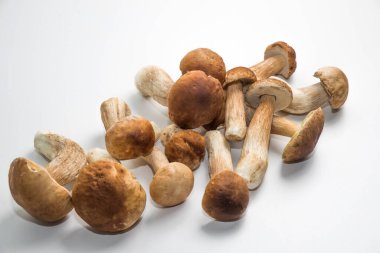 Taze toplanmış domuz mantarı. Kahverengi şapkalı Boletus..