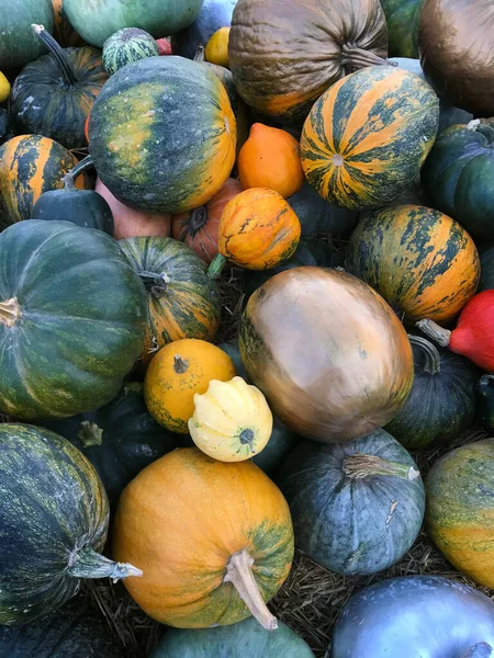 Bakgrund och texturer: en hel del flerfärgad pumpor, säsongsbetonad höst dekorativ bakgrund — Stockfoto