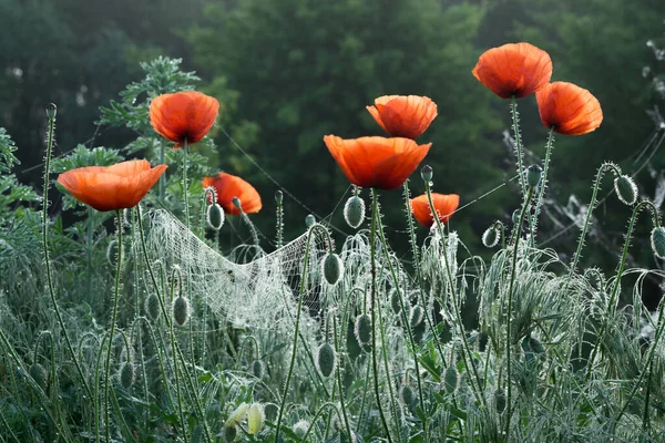 Red Poppies Morning Dew Sunrise — Stock Photo, Image