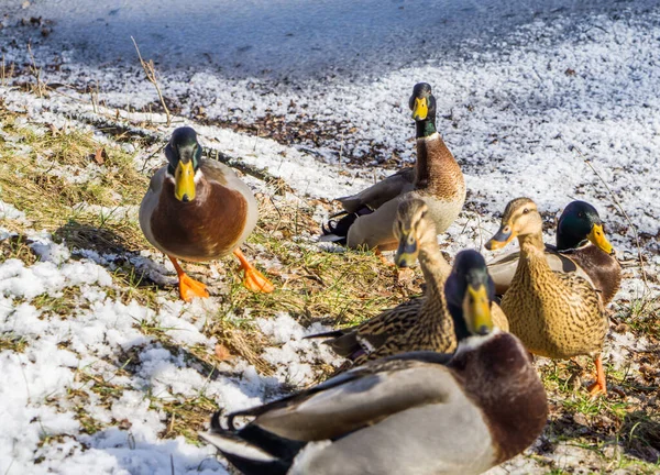 在冰冷的池塘冰上的野鸭 — 图库照片