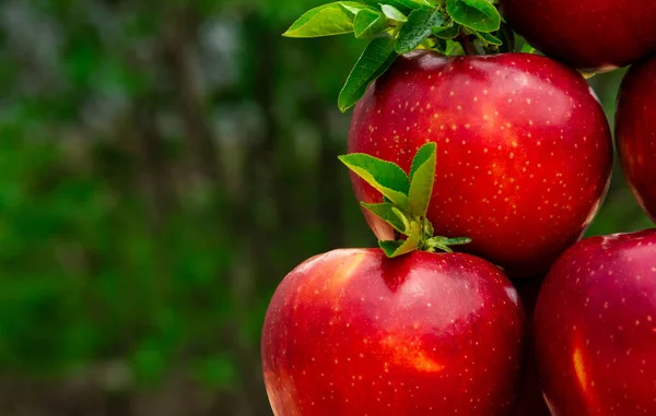 Fresh tasty bright red apples in garden, good for vegan food, advertisement, vitamins for immune system