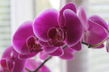 Pencere pervazında Mor Penis Orkidesi.