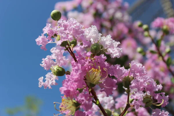 Tuscarora Crape Myrtle. Early Bird Lavender Crape Myrtle. Lagerstroemia