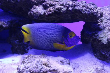 Resif balık meleği mavisi. Pomacanthidae. Kiev akvaryumundaki mercan sakini..