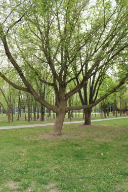 Baharda bir şehir parkında dallı ağaç