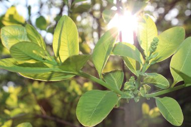 Bahar sabahında güneş ışığında genç ağaç dalları