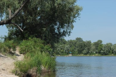 Desna Nehri 'nin yeşil kumlu kıyısında ağlayan söğüt ağacı. Zazimye, Kiev bölgesi, Ukrayna