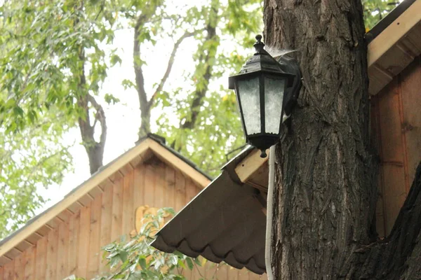 Szklana Uliczna Lampa Pajęczej Sieci Drzewie — Zdjęcie stockowe