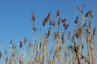 Geçen yılın kuru bastonu mavi bahar gökyüzüne karşı
