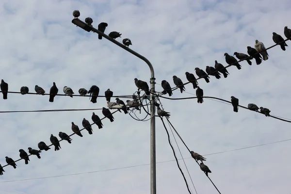 Güvercinler Bulutlu Gökyüzüne Karşı Kablolarda Elektrik Direğinde Oturuyorlar — Stok fotoğraf