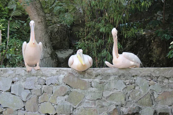 Trois Pélicans Roses Zoo Yalta Crimée Ukraine — Photo