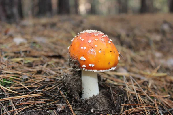 Beautiful Bright Mushroom Fly Agaric Which Should Eaten — Stock Photo, Image