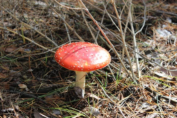 Toadstool Mushroom Red Hat Shiny Sun — Stock Photo, Image