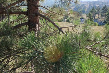 Kırım güneşinin altında çam ağacı