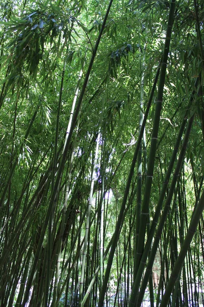 Bambusowy Gaj Jałtańskim Ogrodzie Botanicznym Jałta Krym Ukraina — Zdjęcie stockowe