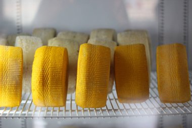 Rafta duran iki çeşit olgun peynirden oluşan iştah açıcı başlıklar.