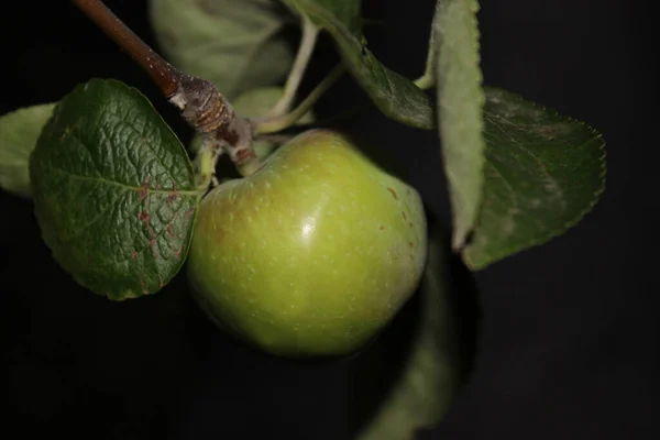 绿色的苹果在黑暗的背景下在枝条上成熟 — 图库照片