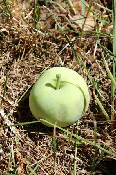 Зрізати Яблуко Падає Землю Лежить Траві — стокове фото