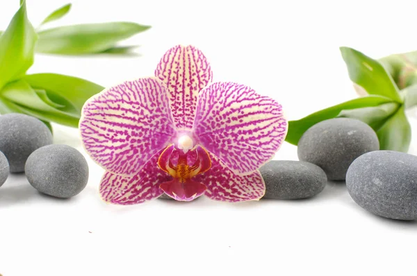 Pietre Basalto Zen Orchidea Bambù Isolati Bianco — Foto Stock