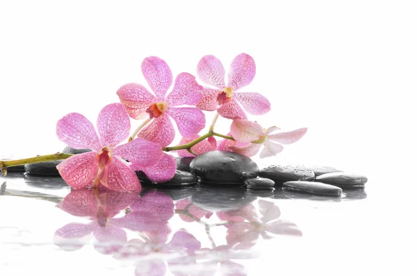 Sdraiato Ramo Orchidea Rosa Con Pietre — Foto Stock