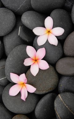 Frangipani ve taş yığını 