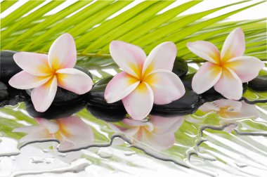 Zen taşlar ve frangipani, palm ile natürmort