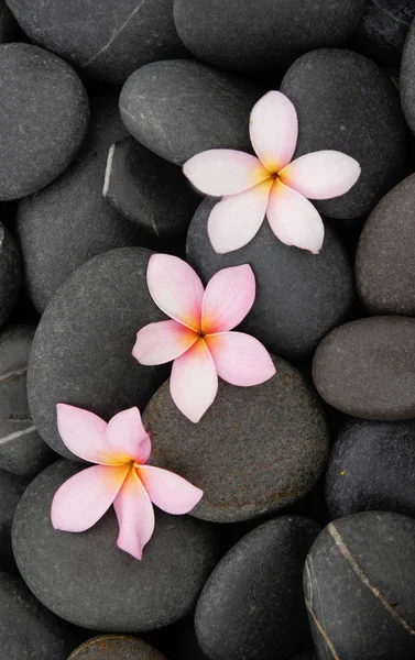 Set of frangipani and pile of stones