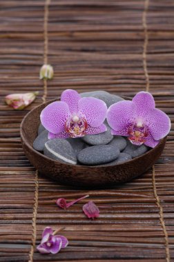 Mat arka plan ve gri orkide taşlarla. kapta, yaprakları 