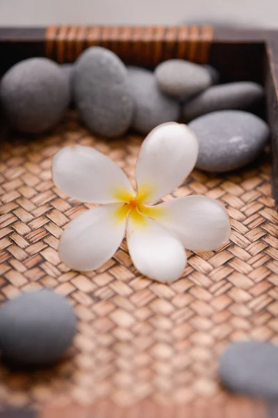 White frangipani flower with stones in basket