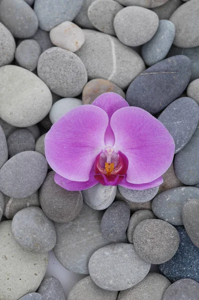Schöne Orchidee Und Graue Steine Hintergrund — Stockfoto