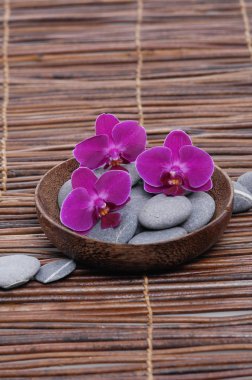 Kase mat gri taşlarla kırmızı orkide,