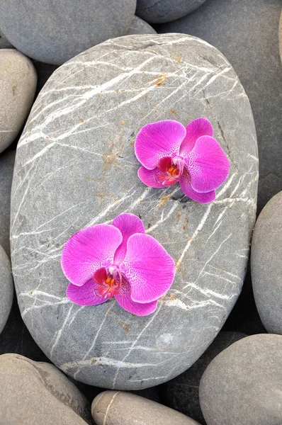 Schöne Zwei Orchideen Mit Gestreiften Und Grauen Steinen — Stockfoto