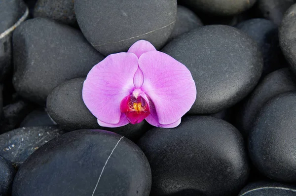 Rosa Orchidee Und Strandsteine Textur — Stockfoto