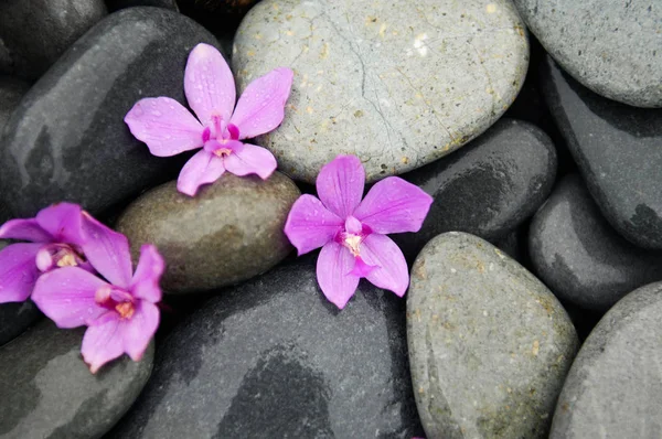 Pembe orkide ve plaj taş doku