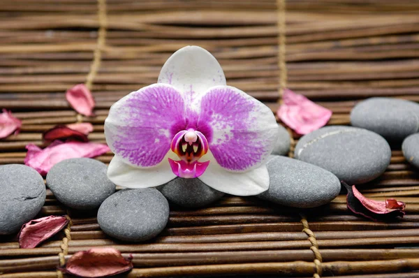 Weiße Orchidee Mit Grauen Steinen Mit Blütenblättern Auf Matte — Stockfoto