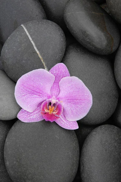 Schöne Orchidee Und Steine — Stockfoto