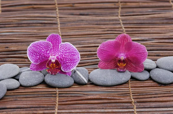 Rosa Und Rote Orchidee Mit Steinen Auf Matte — Stockfoto