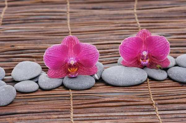 Rosa Und Rote Orchidee Mit Steinen Auf Matte — Stockfoto