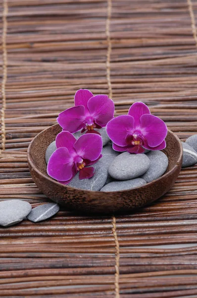 Kase mat gri taşlarla kırmızı orkide,