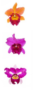 Beyaz üzerine üç orkide çiçek