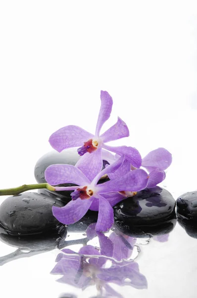 Natura Morta Con Macro Orchidea Rosa Pietre Nere Bagnate — Foto Stock